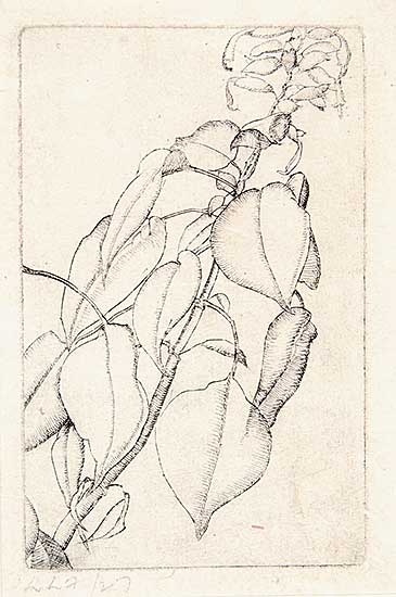 #37 ~ FitzGerald - Salvia