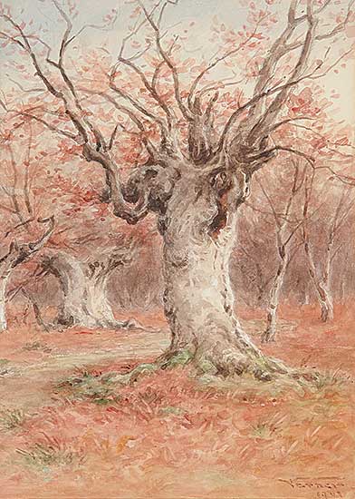 #145 ~ Verner - Burnham Beeches