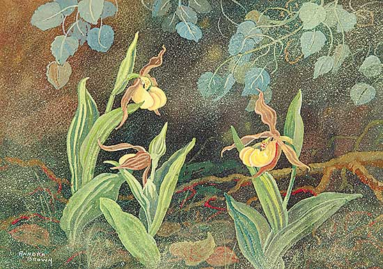 #418 ~ Brown - Yellow Lady's Slipper