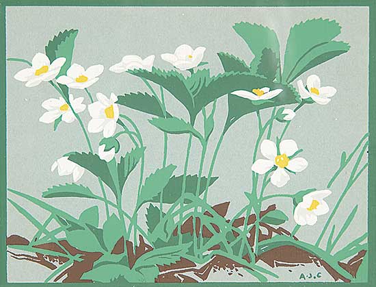 #429 ~ Casson - Untitled - Wild Strawberries
