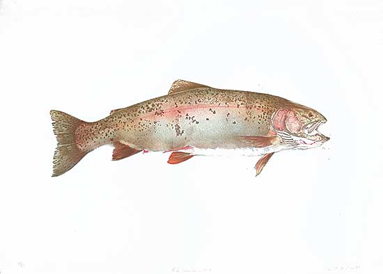 #439 ~ Cowin - Fish [Hen Rainbow]  #33/50
