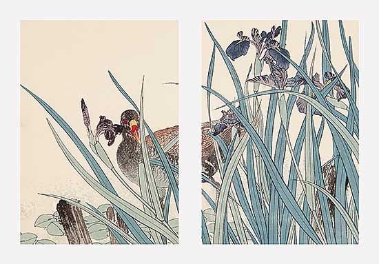 #488 ~ Keinen - Untitled - Coot and Irises