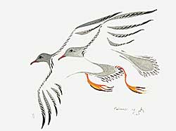 #437 ~ Cobiness - Black Tern
