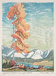 #564 ~ Shelton - Yellow Poplar, Banff  #150/200