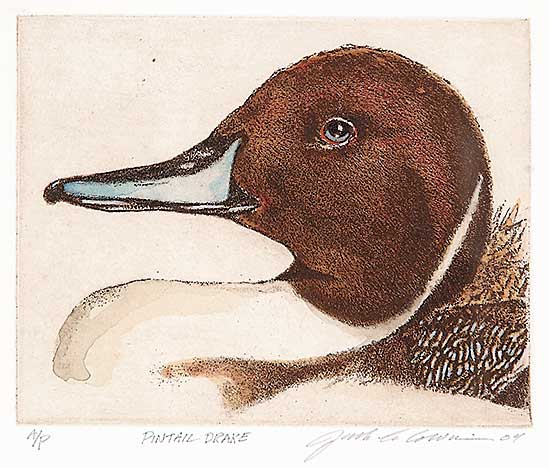 #34 ~ Cowin - Pintail Drake  #A.P.