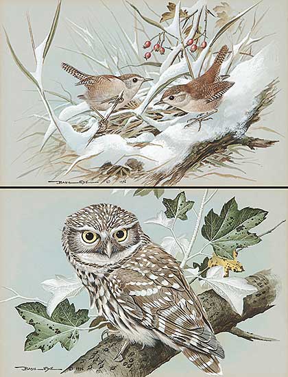 #207 ~ Ede - Wrens