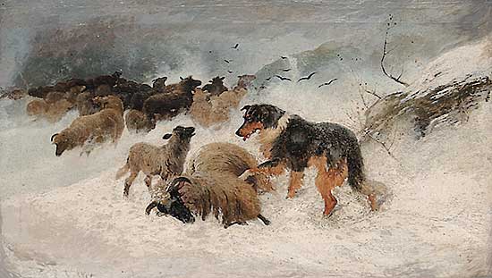 #243 ~ Valter - Sheep in a Snowstorm, The Rescue