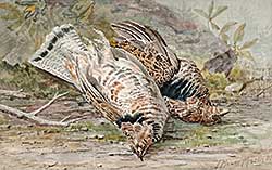 #84 ~ Martin - Untitled - A Brace of Grouse