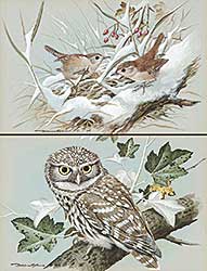 #207 ~ Ede - Wrens