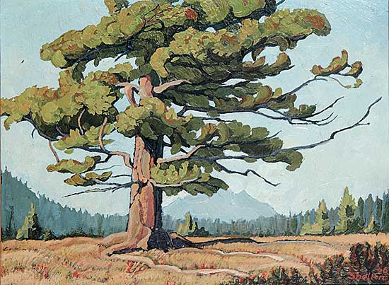 #116 ~ Shelton - Windblown Fir