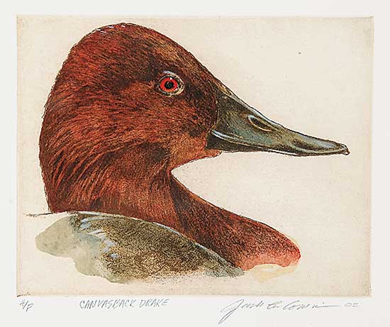 #424 ~ Cowin - Canvasback Drake  #A.P.