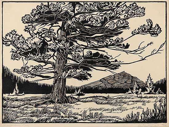 #538 ~ Shelton - Windblown Fir  #2/50