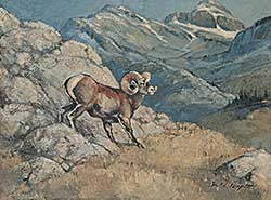 #569 ~ Wyatt - Untitled - Big Horn Sheep, High Alpine