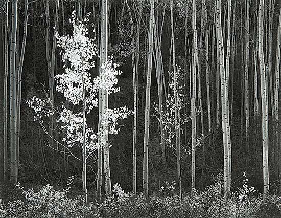 #301 ~ Adams - Aspens, Northern New Mexico