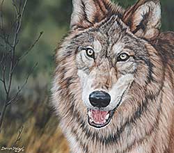 #49 ~ Haley - Wolf Portrait