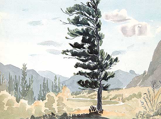 #113.2 ~ Shelton - Windblown Fir [mile 5]