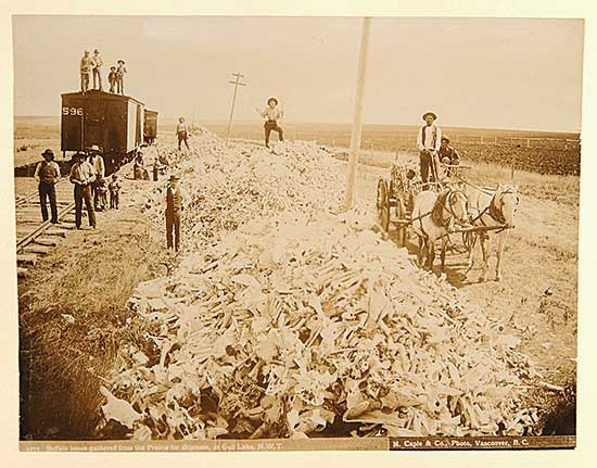 #403 ~ Caple and Company - 1273 Buffalo Bones Gathered from the Prairie for Shipment, at Gull Lake, NWT