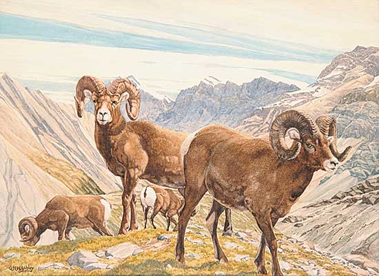 #503 ~ Ashley - Big Horn Sheep in Mountains