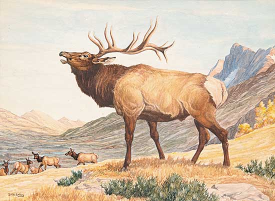 #504 ~ Ashley - Bugling Elk