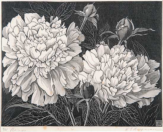 #511 ~ Bergman - Peonies  #4/60