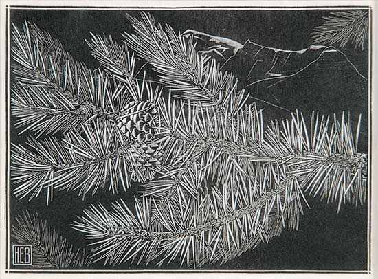 #512 ~ Bergman - Untitled - Pine Bough