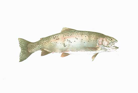 #523 ~ Cowin - Fish [Hen Rainbow]  #26/50