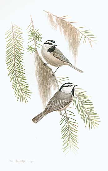 #544 ~ Hunter - Untitled - Two Chickadees