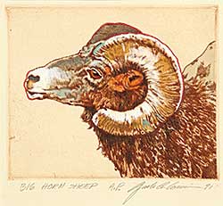 #524 ~ Cowin - Big Horn Sheep  #A.P.