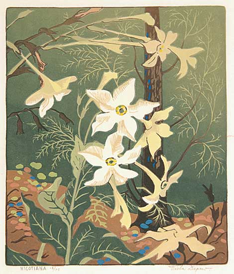 #24 ~ Depew - Nicotiana  #18/75