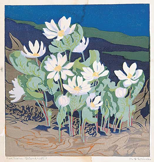 #85 ~ Wrinch - Northern Bloodroot
