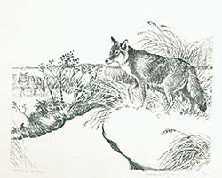 #78 ~ Tillenius - Coyotes Hunting  #50/50