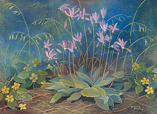 #20 ~ Brown - Untitled - Shooting Stars