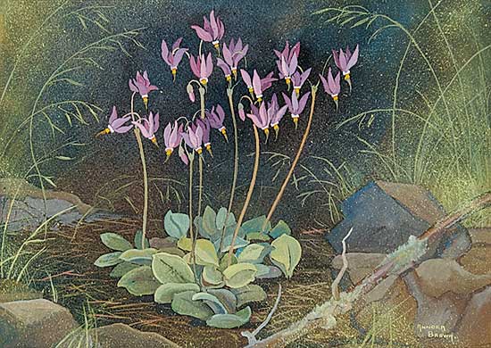 #20.1 ~ Brown - Untitled - Shooting Stars