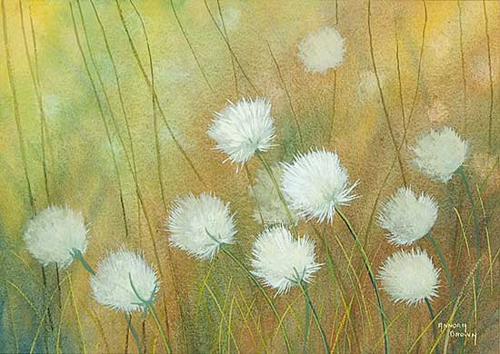 #20.2 ~ Brown - Untitled - White Flowers [Cottongrass]
