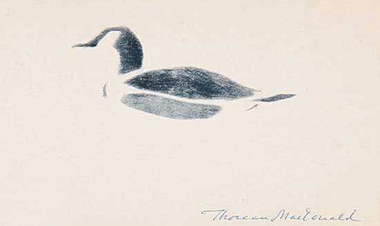 #480 ~ MacDonald - Untitled - Duck