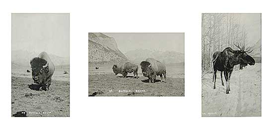 #858.1 ~ Harmon - Untitled - Three Photographs Framed Together