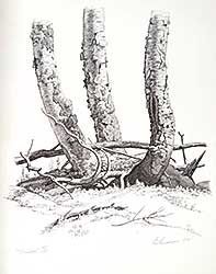#60 ~ Lindner - Birches  #45/60