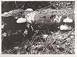 #63 ~ Lindner - Fungi  #63/100