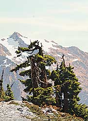 #15 ~ Camping - The Old Guard [Mount Baker]