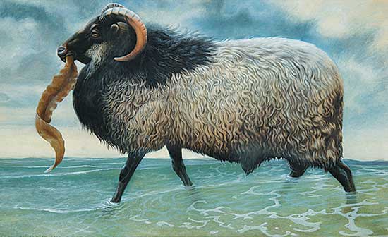 #209 ~ Driscoll - North Ronaldsay Ram