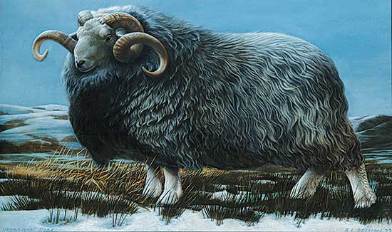 #210 ~ Driscoll - Herdwick Ram