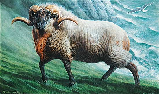 #211 ~ Driscoll - Boreray Ram