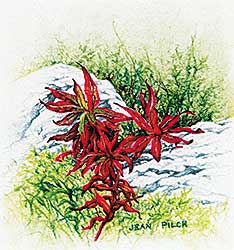 #530 ~ Pilch - Fall Fireweed