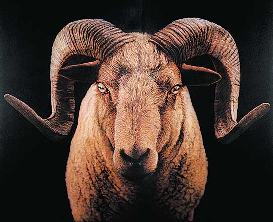 #307 ~ Hare - Untitled - Rocky Mountain Sheep