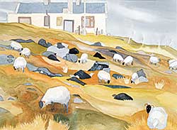 #80 ~ Wacko - Grazing Sheep at the Neighbours House, Corraen Pennisula