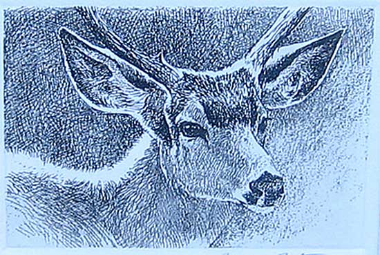 #2 ~ Bateman - Black-tailed Deer Portrait