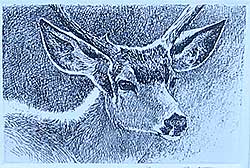 #2 ~ Bateman - Black-tailed Deer Portrait