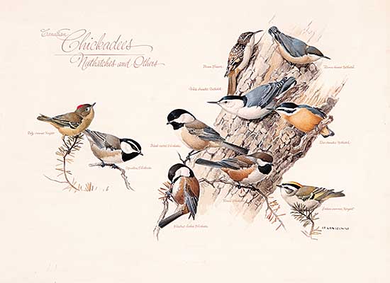 #61 ~ Lansdowne - Canadian Chickadees, Nuthatches and Others