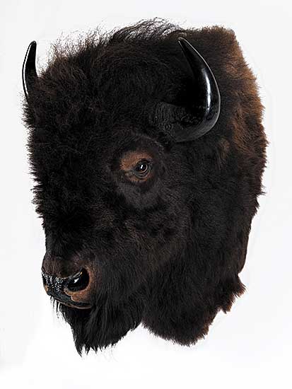 #109 ~ School - Untitled - Buffalo Head