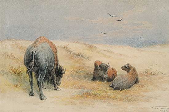 #118 ~ Verner - Bison Mid-day
